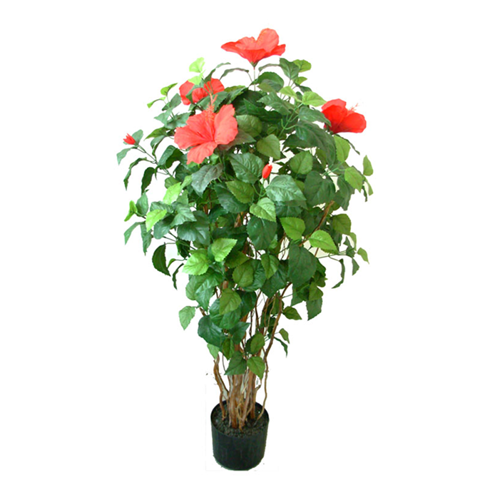 Hibiscus Flower Bush