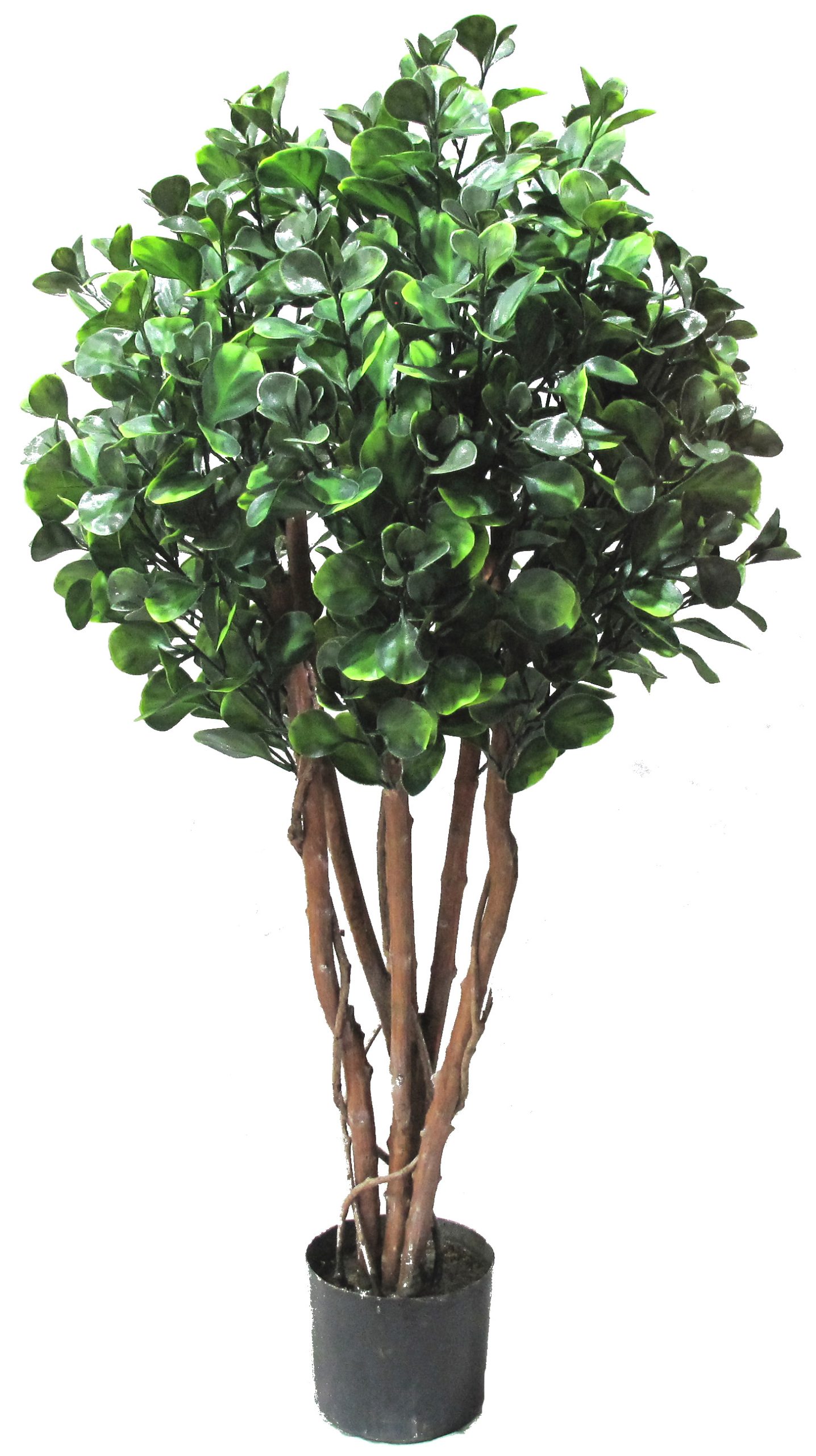 48″ UV Resistant Plastic Money Ficus Tree x7 w/713 Lvs
