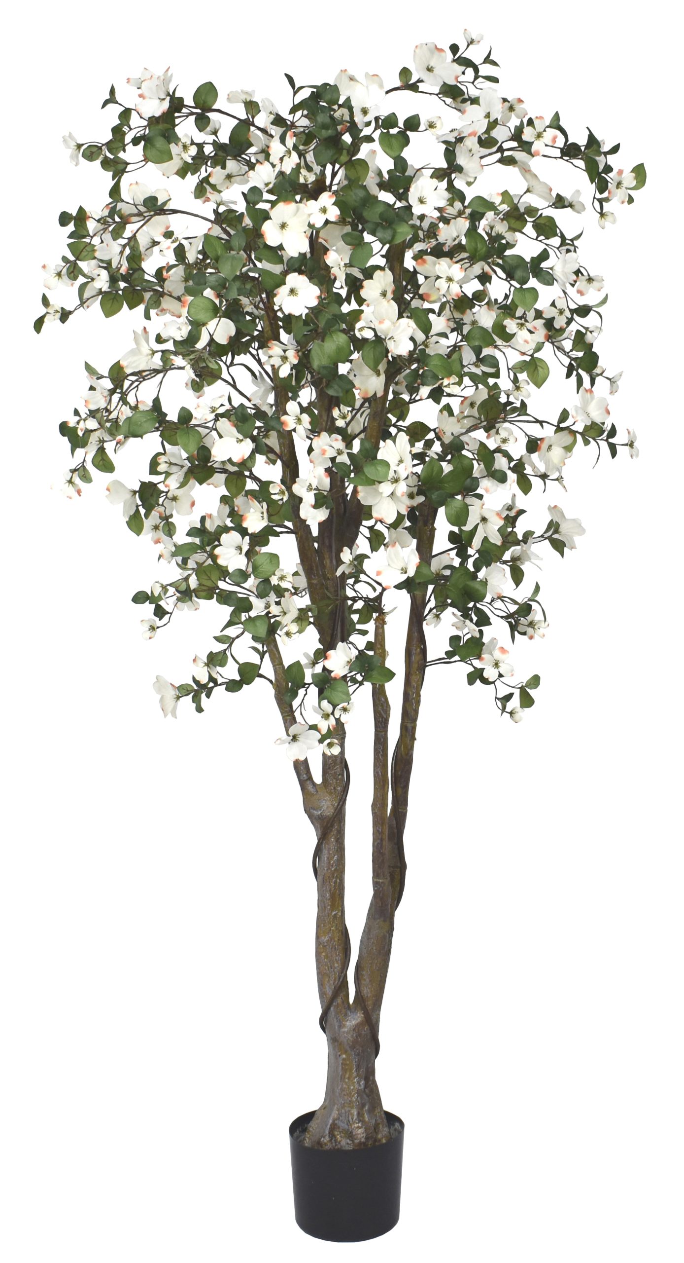 66″ Rhodora Tree x2 w/1344Lvs, 288Flowers.