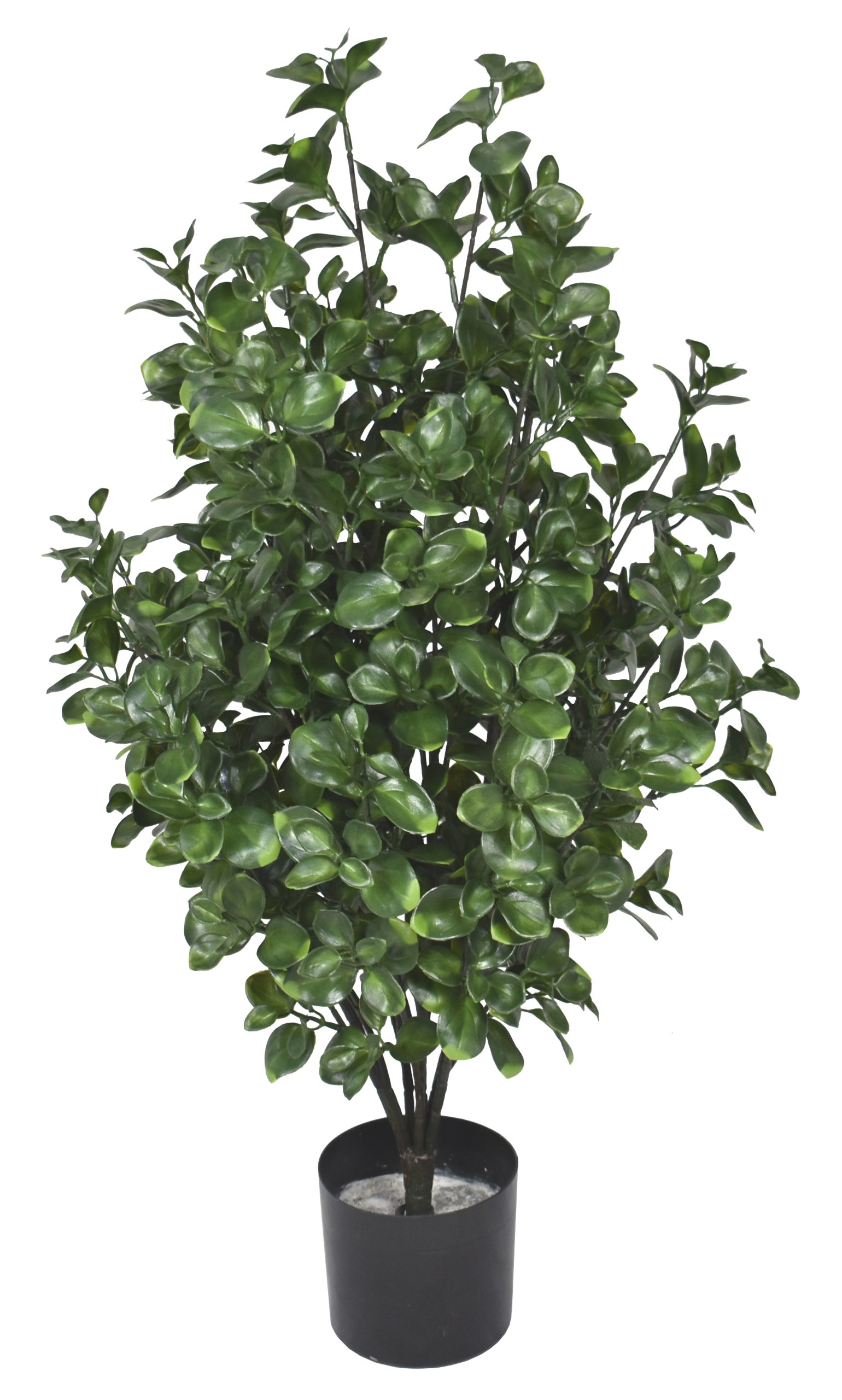 32″ UV Resistant Plastic Big Money Ficus Spray x8 w/ 180Lvs.