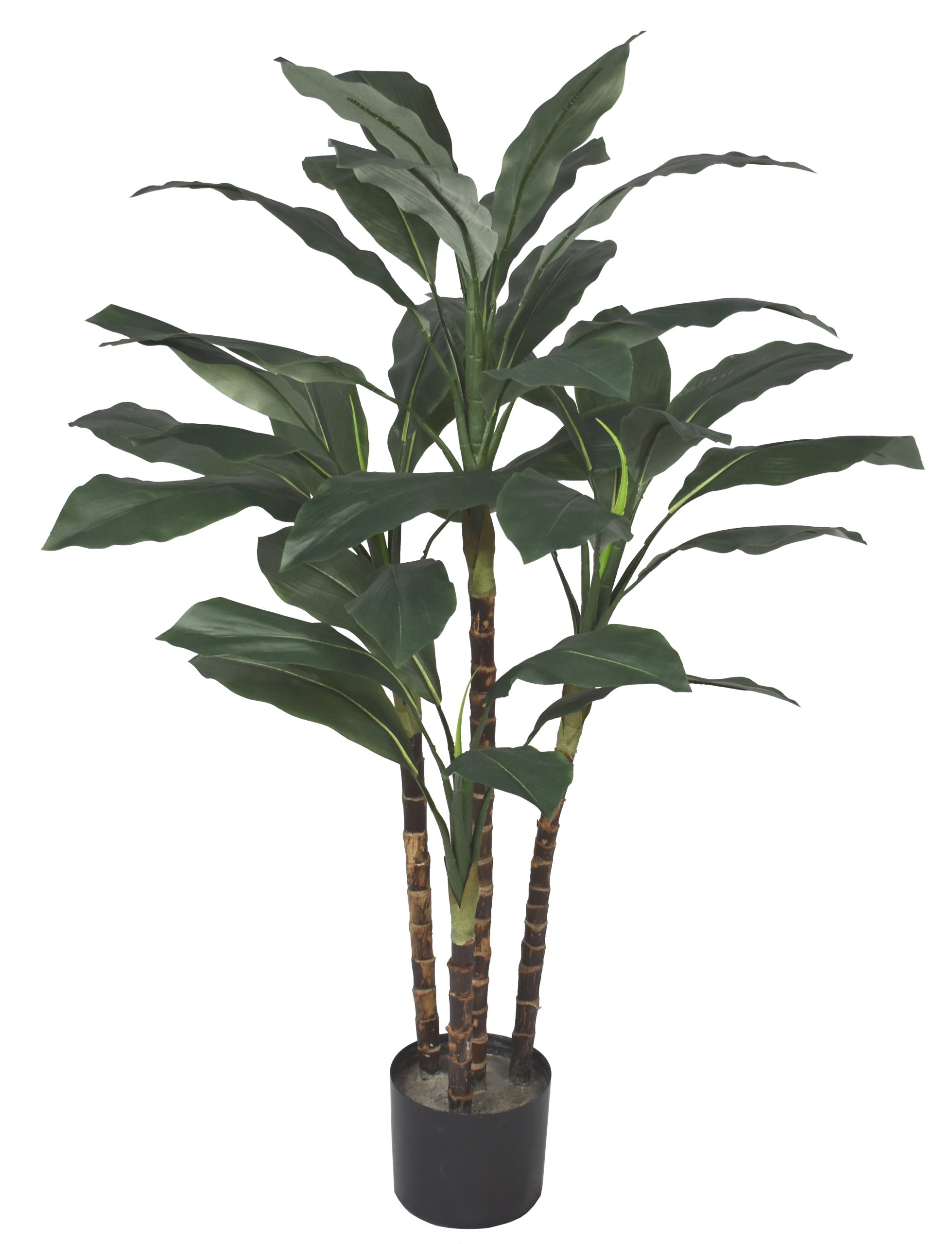 36” Dracaena Fragran Plant x4 w/ 40Lvs.