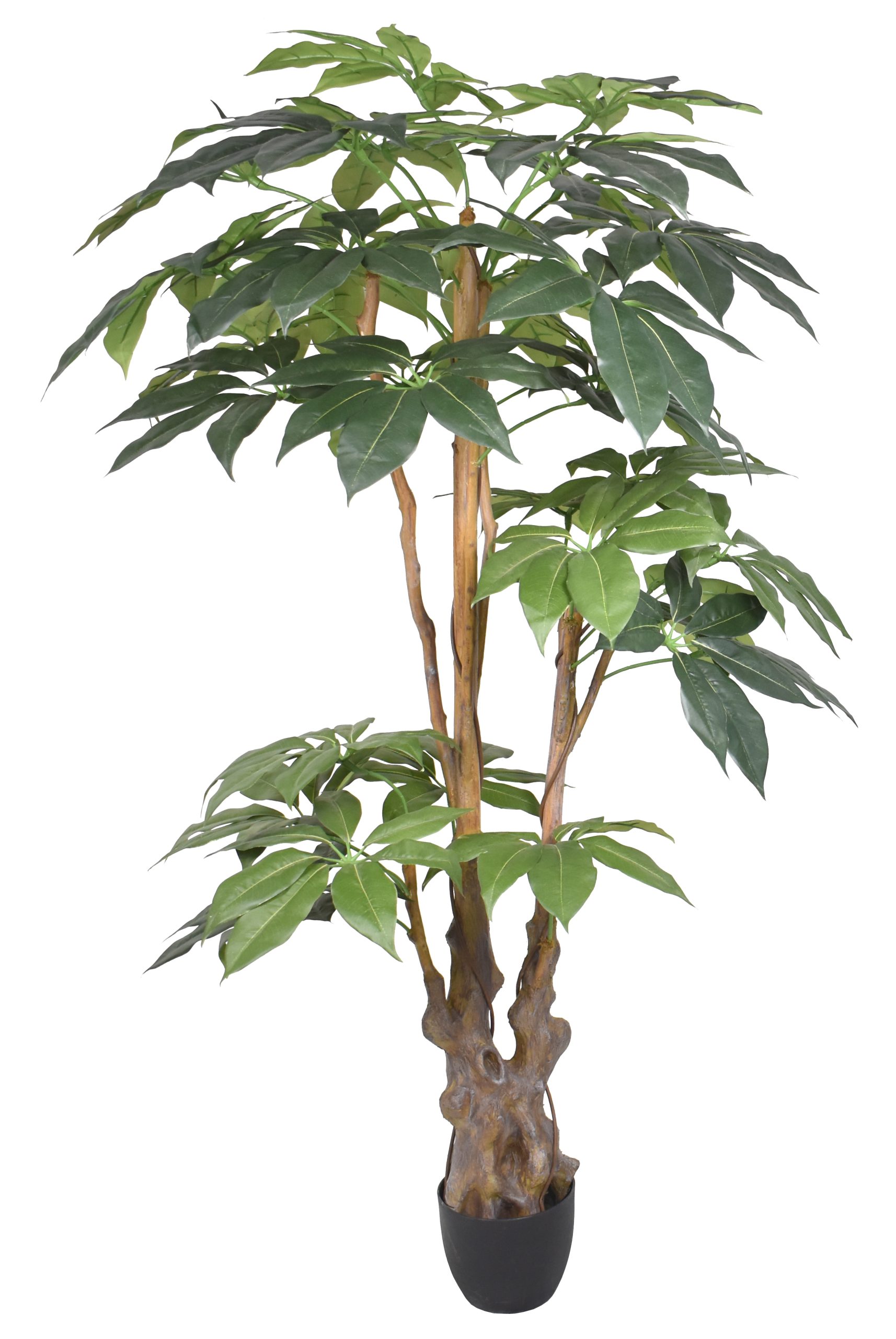 72″ New Giant Scheflera Tree x3 w/236Lvs.