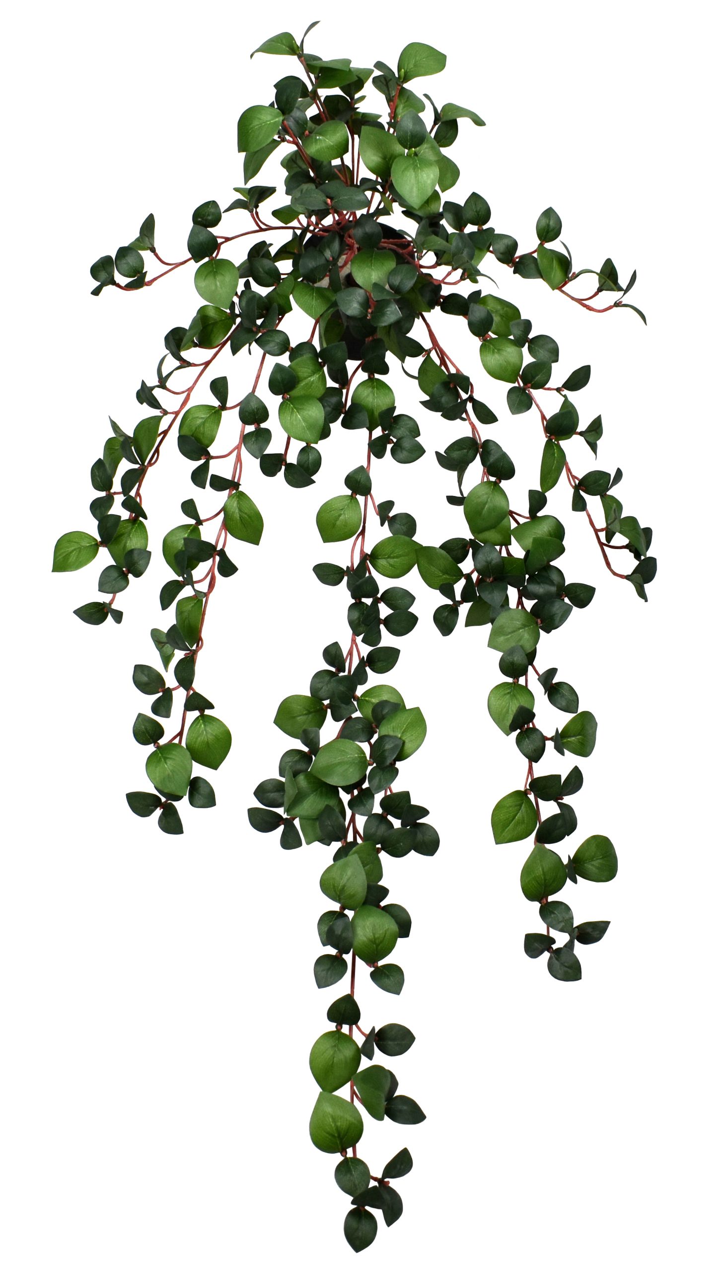 34″ Rhodora Bush x18 w/408Lvs.