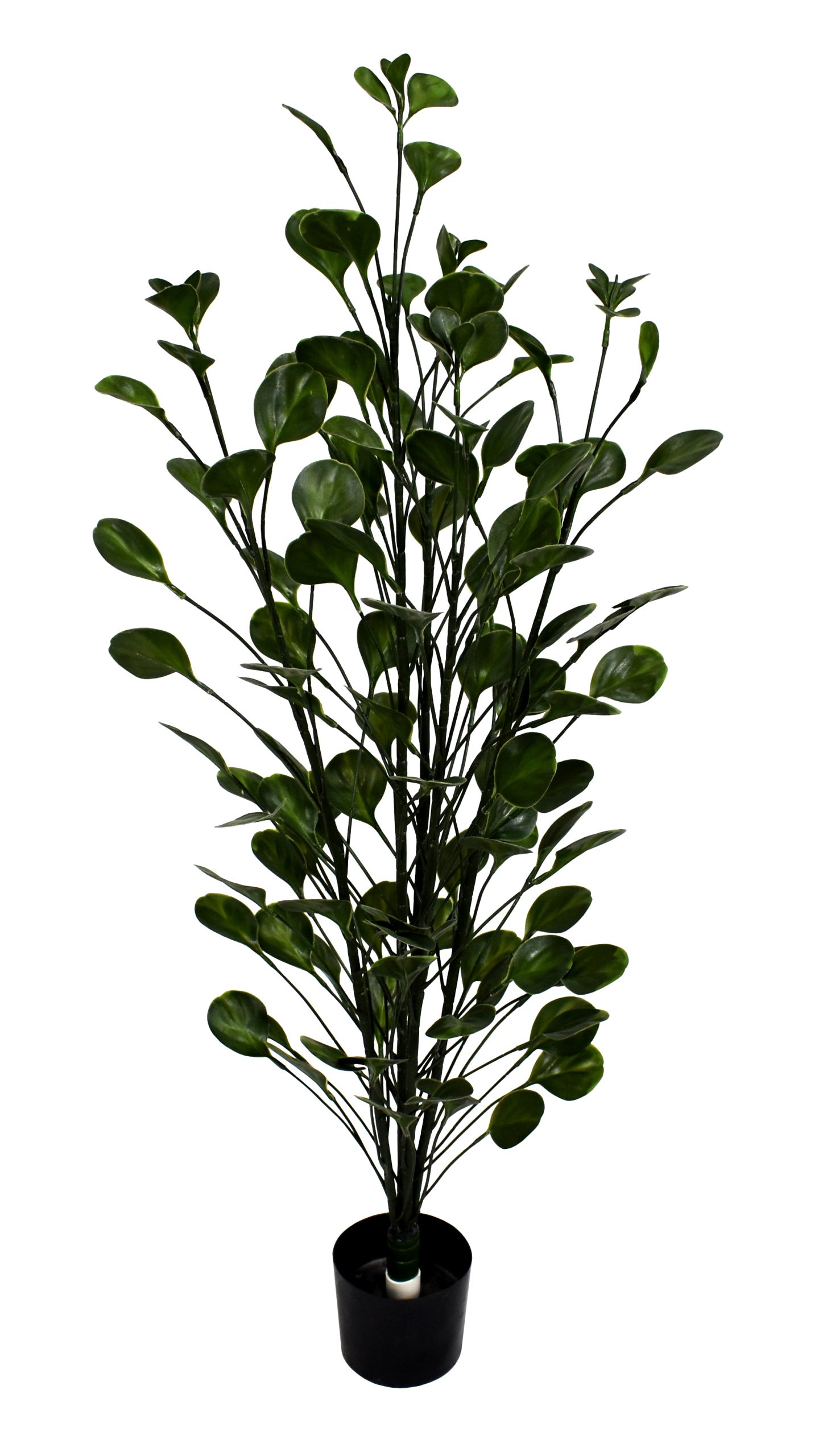 44″ UV Resistant Plastic Money Ficus Spray x5 w/114Lvs.