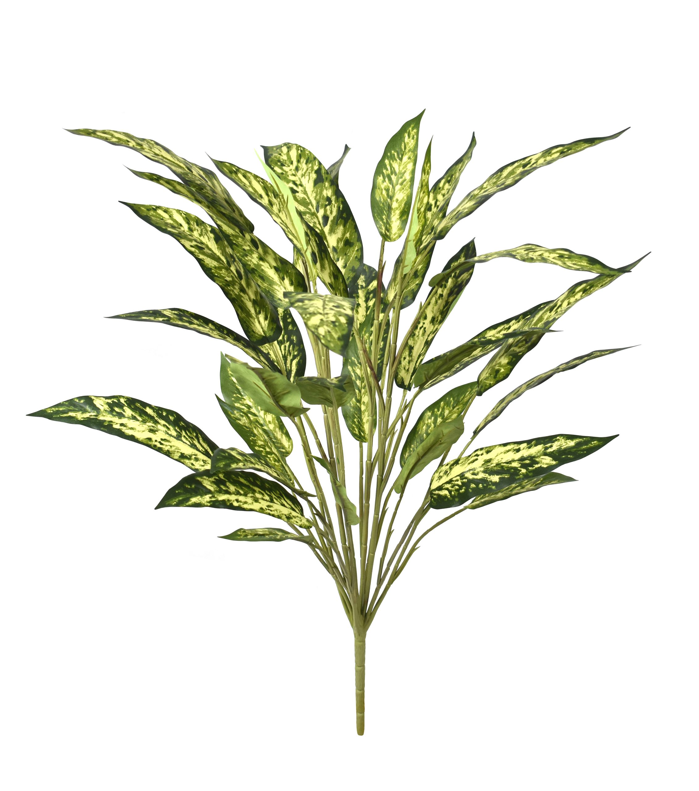 30″ Aglaonema Bush x12w/36Lvs.