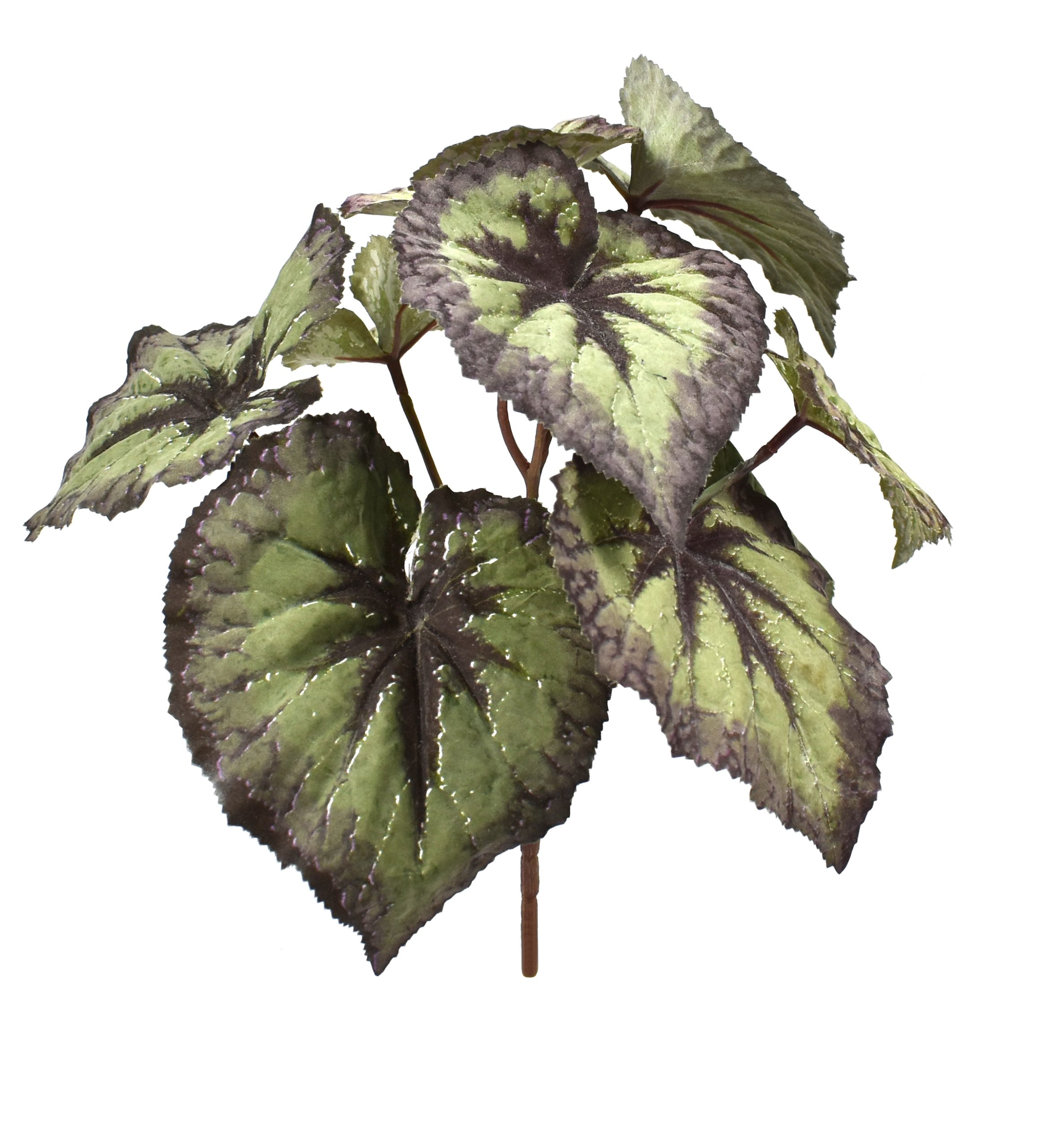 10″ King Begonia Bush x7 w/9Lvs.
