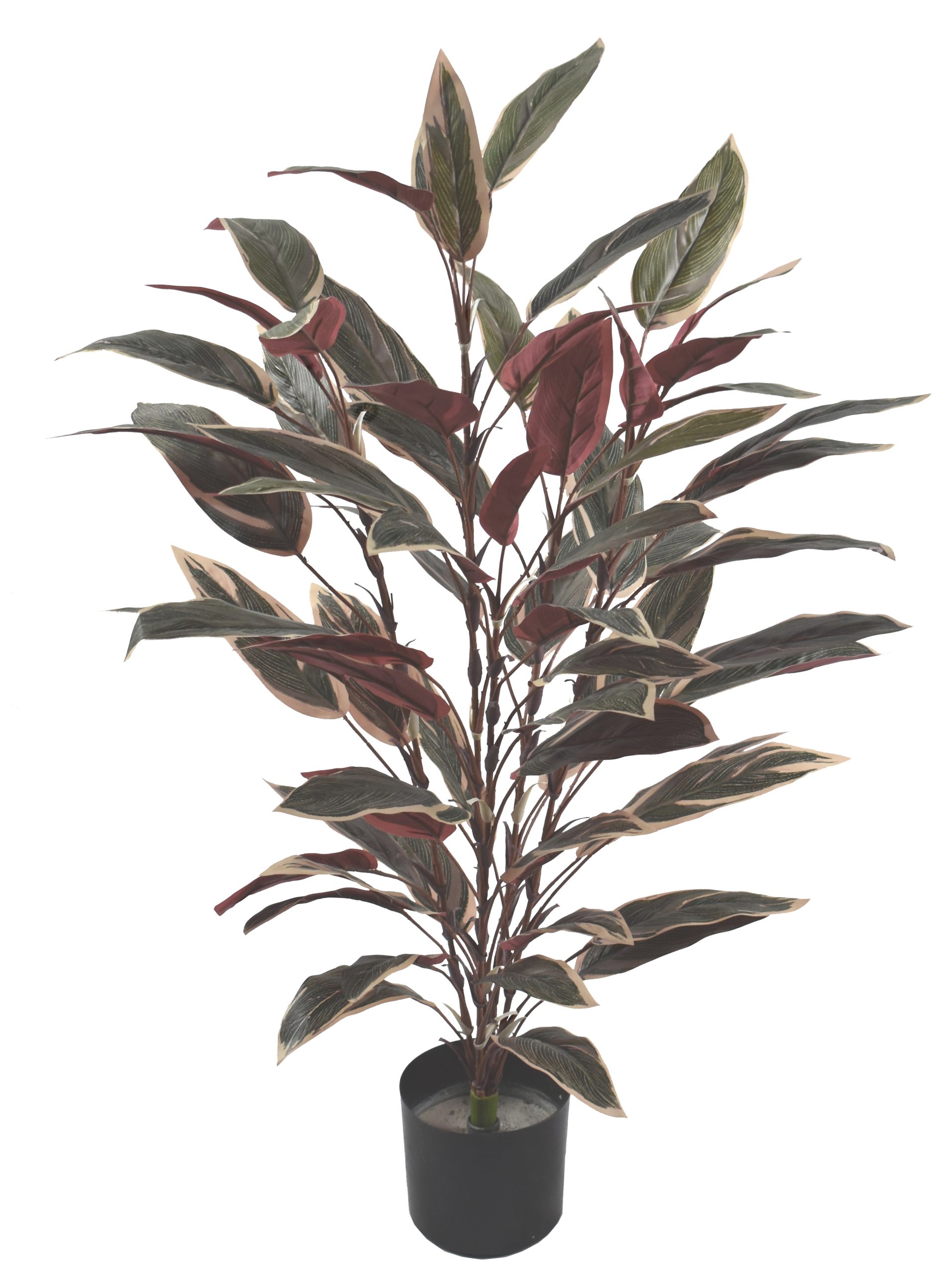 33″ Caladium Bush with white edge x 5W/72Lvs.