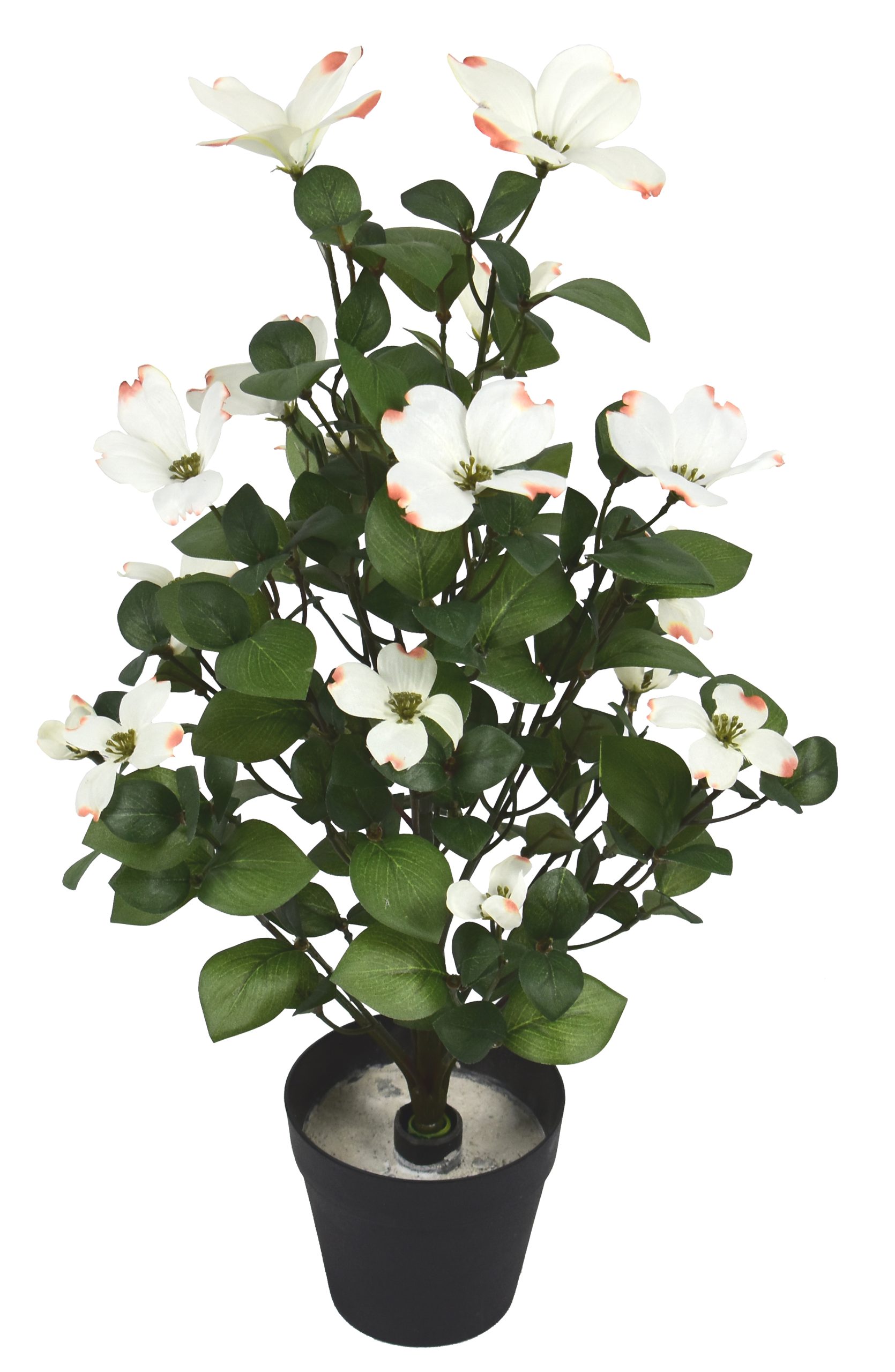 18.5″ Rhodora Bush x16 w/176Lvs, 16Flowers.