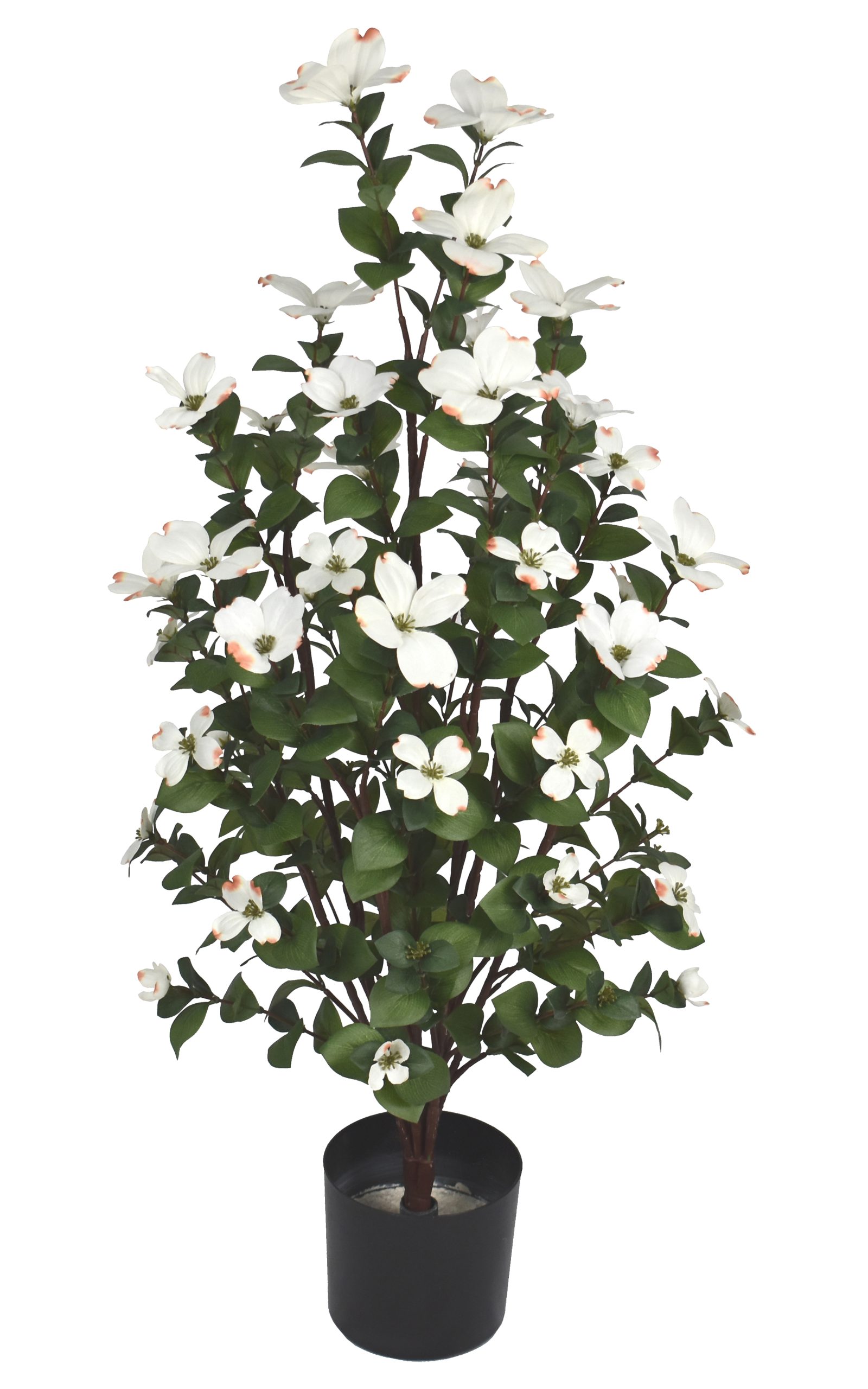 32″ Rhodora Bush x8 w/500Lvs, 40Flowers.