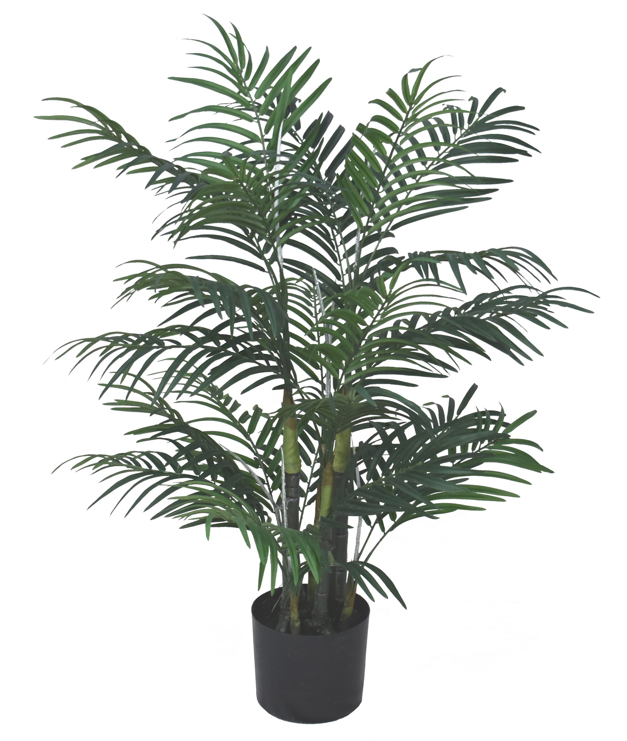 36” Robellini Palm Tree x 7w/ 593Lvs.
