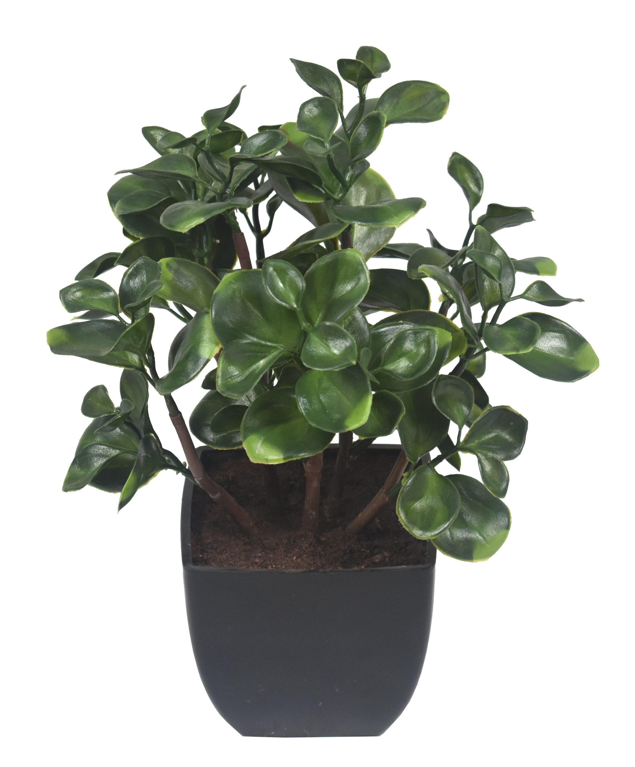 12″ UV Resistant Plastic Big Money Ficus Bonsai x6 w/24Lvs.