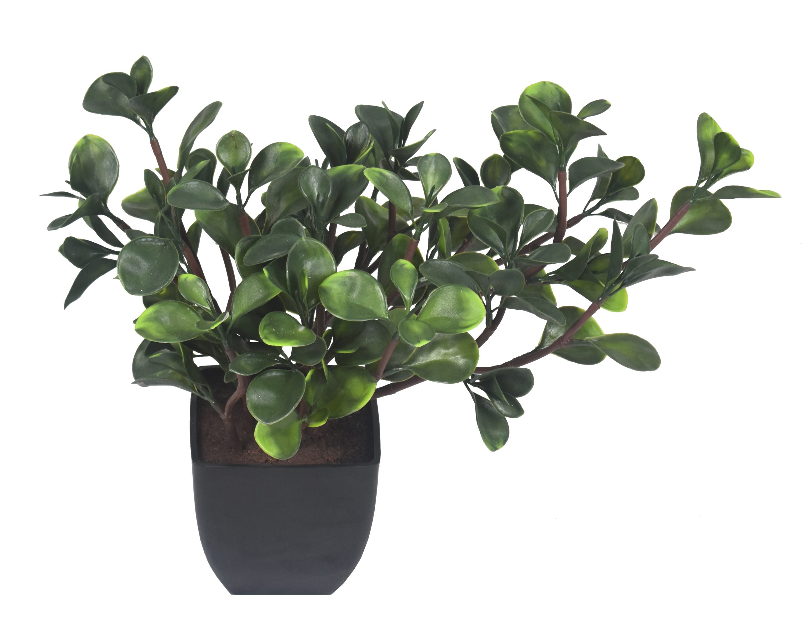 14″ UV Resistant Plastic Big Money Ficus Bonsai x11 w/62Lvs.