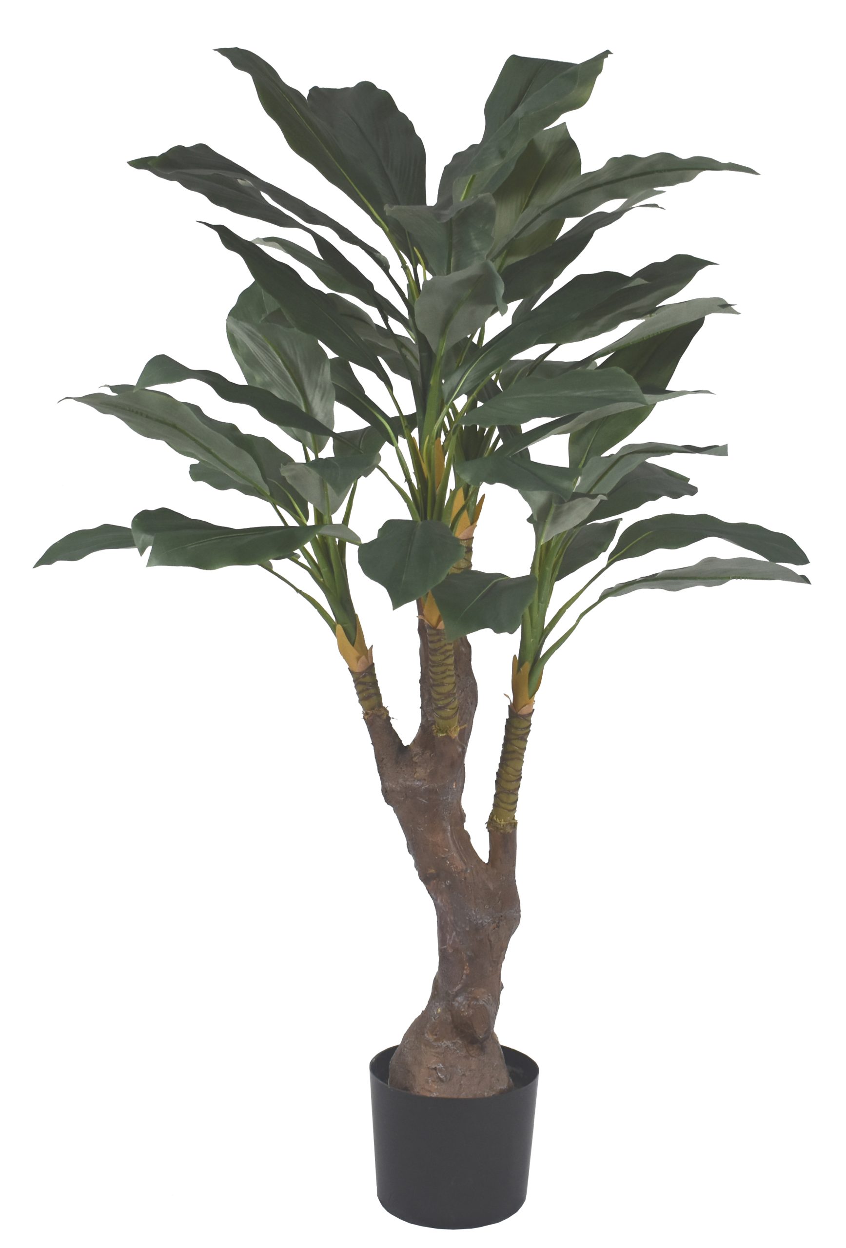 48″ Green Caladium Tree x5 W/53Lvs.