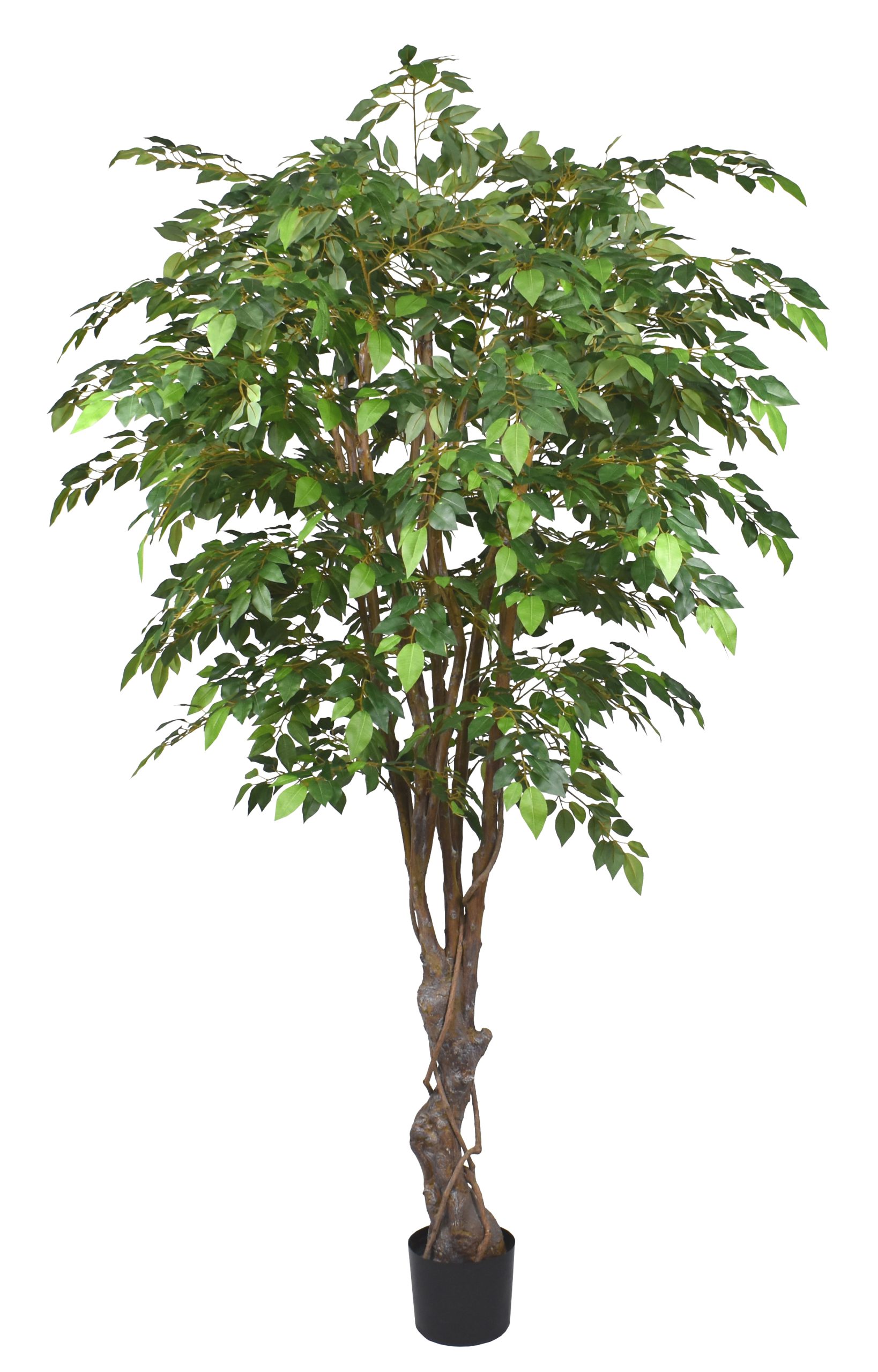 78″ Mixed Ficus Tree x9 w/3564Lvs.