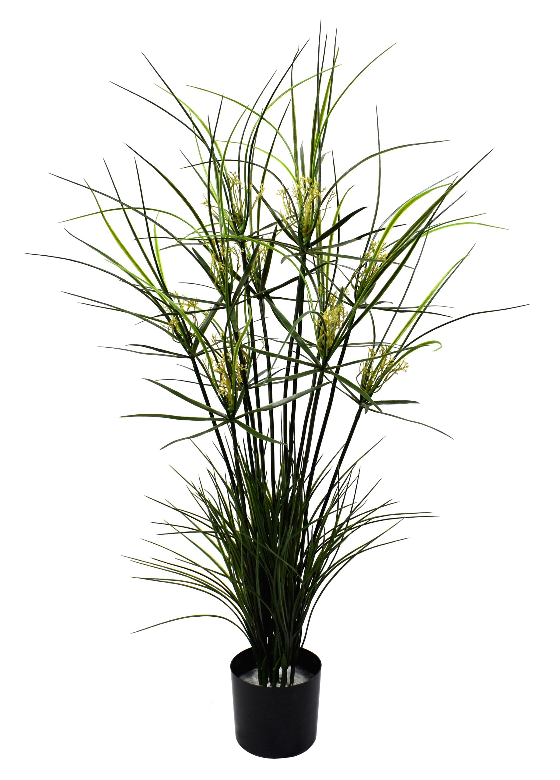 30″ Papyrus Plant x12 w/252Lvs.