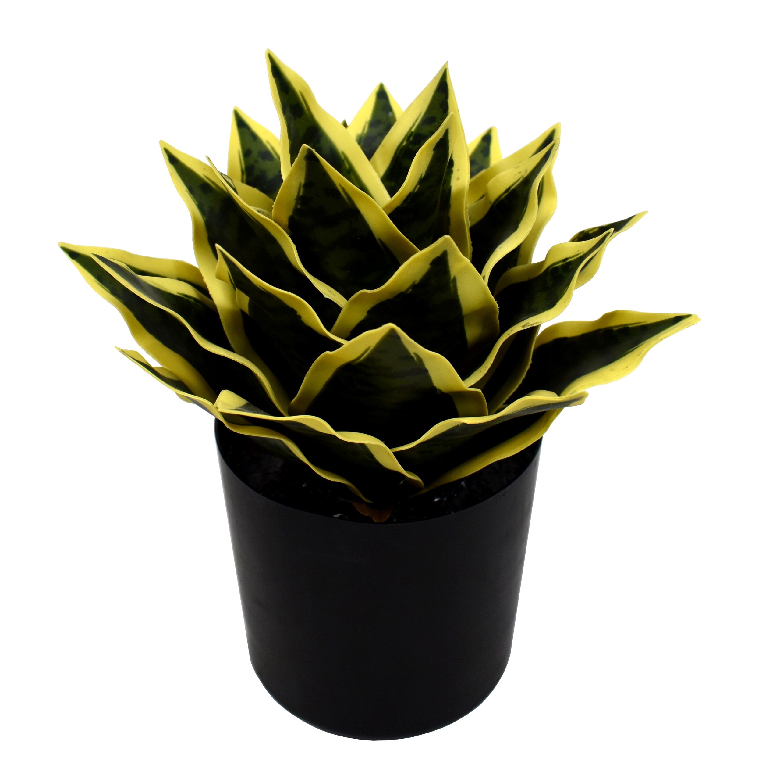 20CM Snake Plant w/23Lvs.