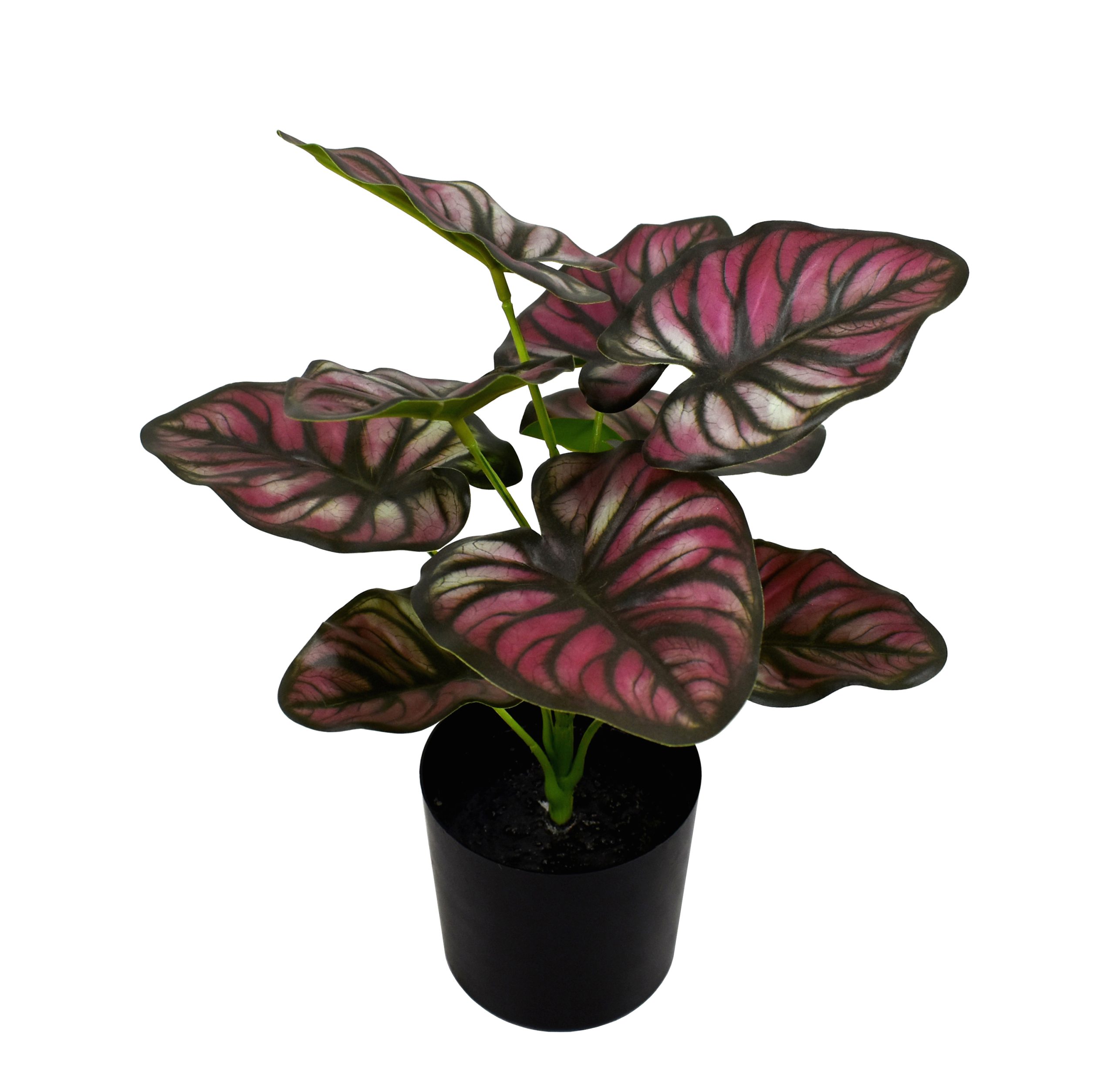 32CM Taro Plant w/9Lvs.