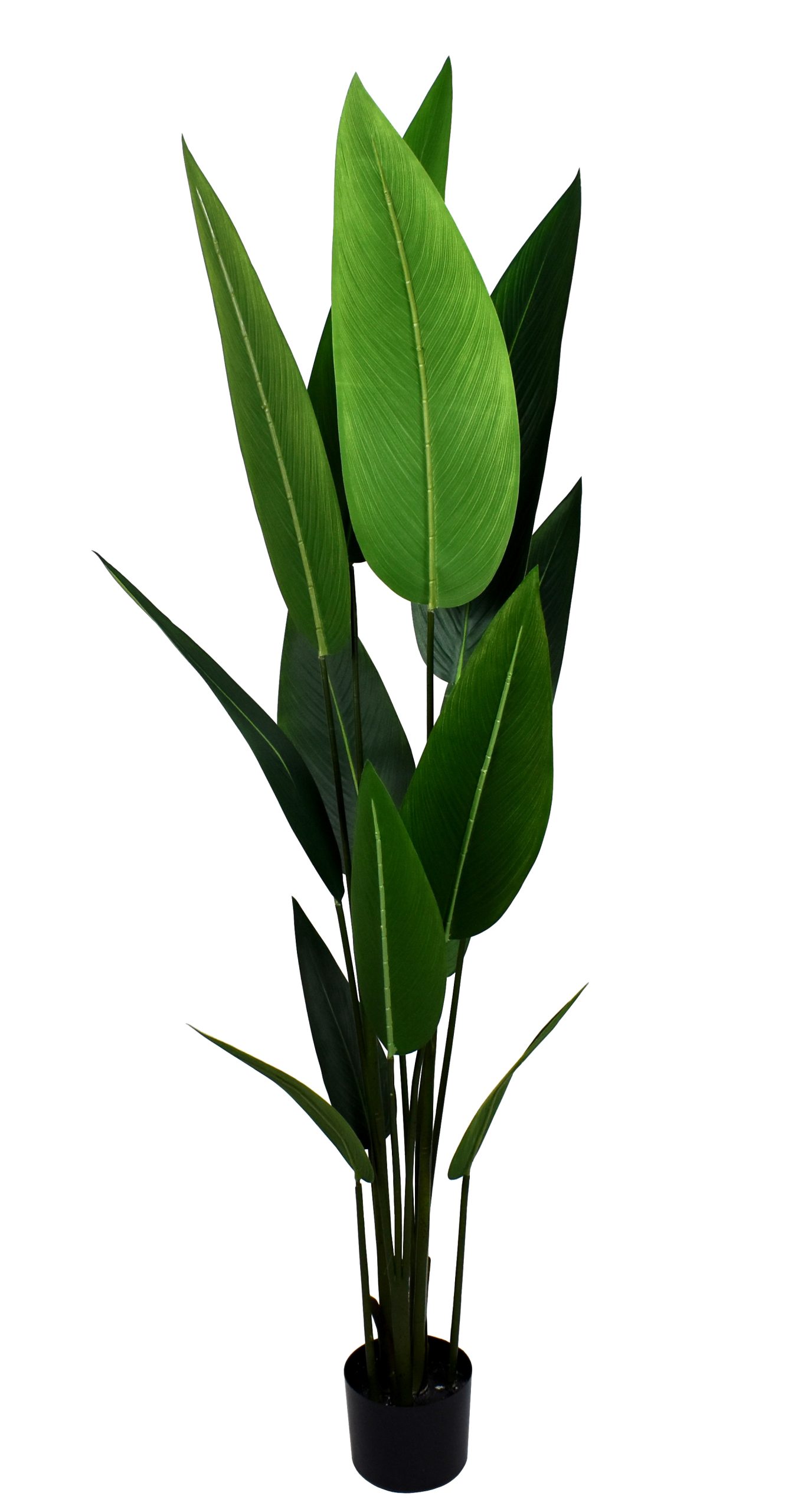 60″ Bird of Paradise w/13Lvs.