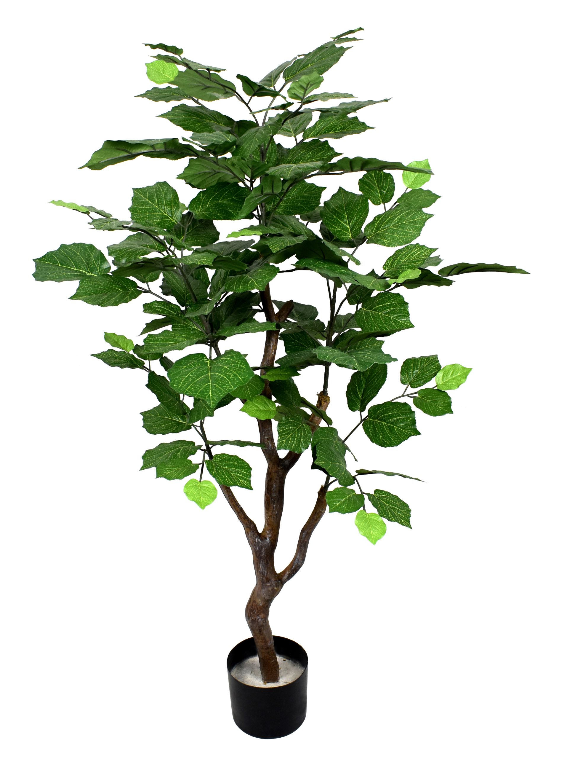 48″ Lime Tree x5 w/160Lvs.