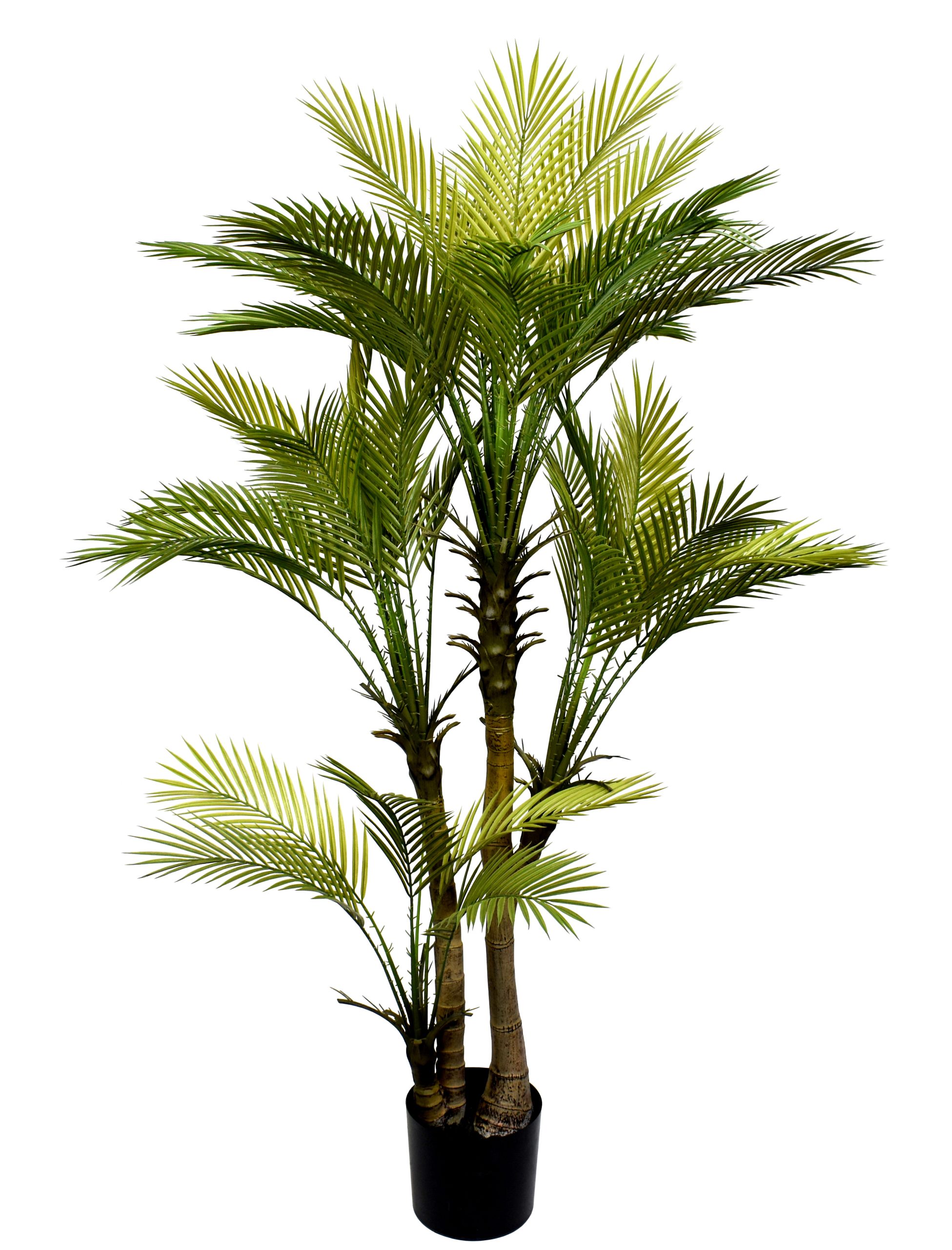 155CM Areca Palm Tree w/50Lvs.