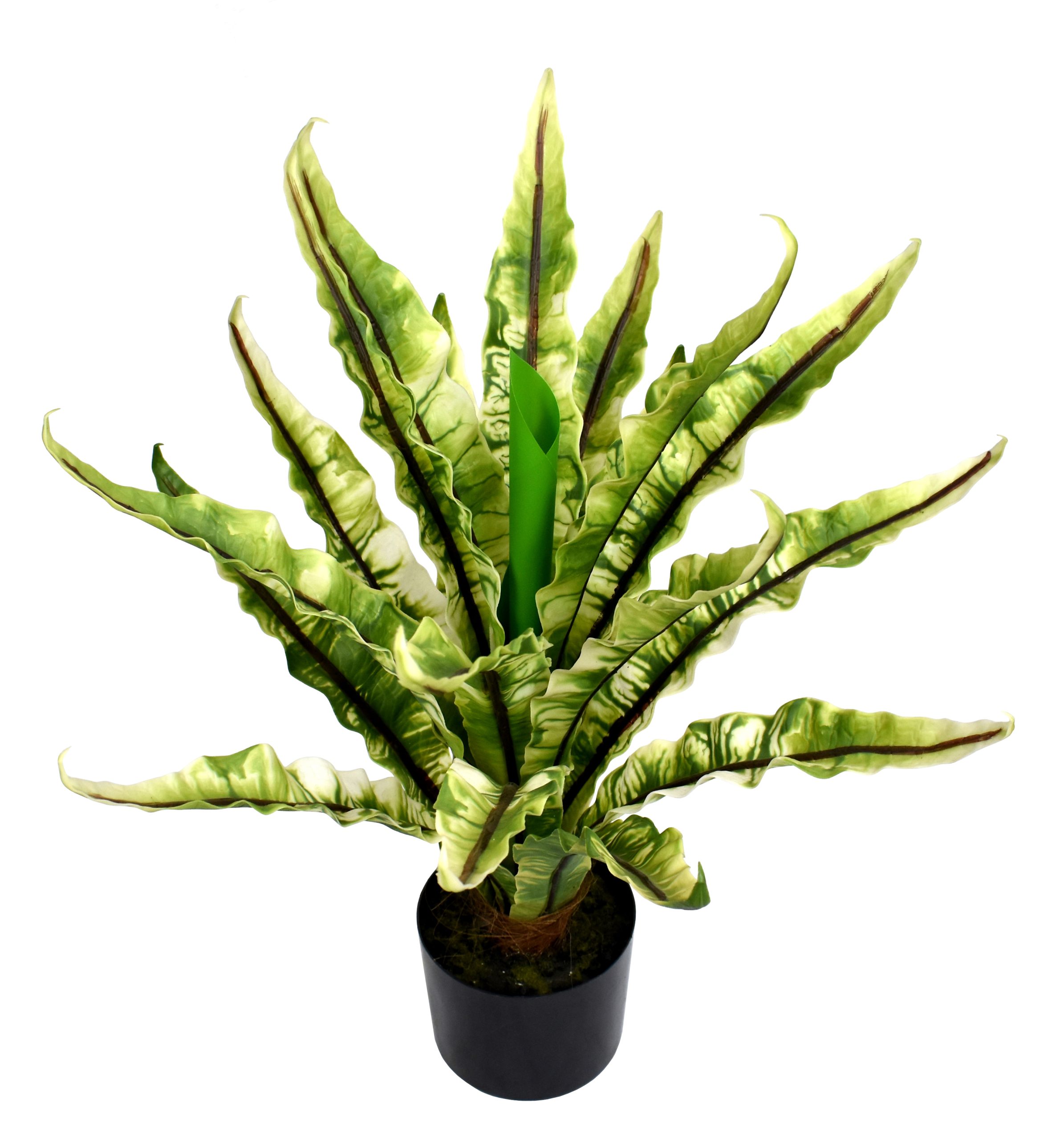 80CM Nest fern w/19Lvs.