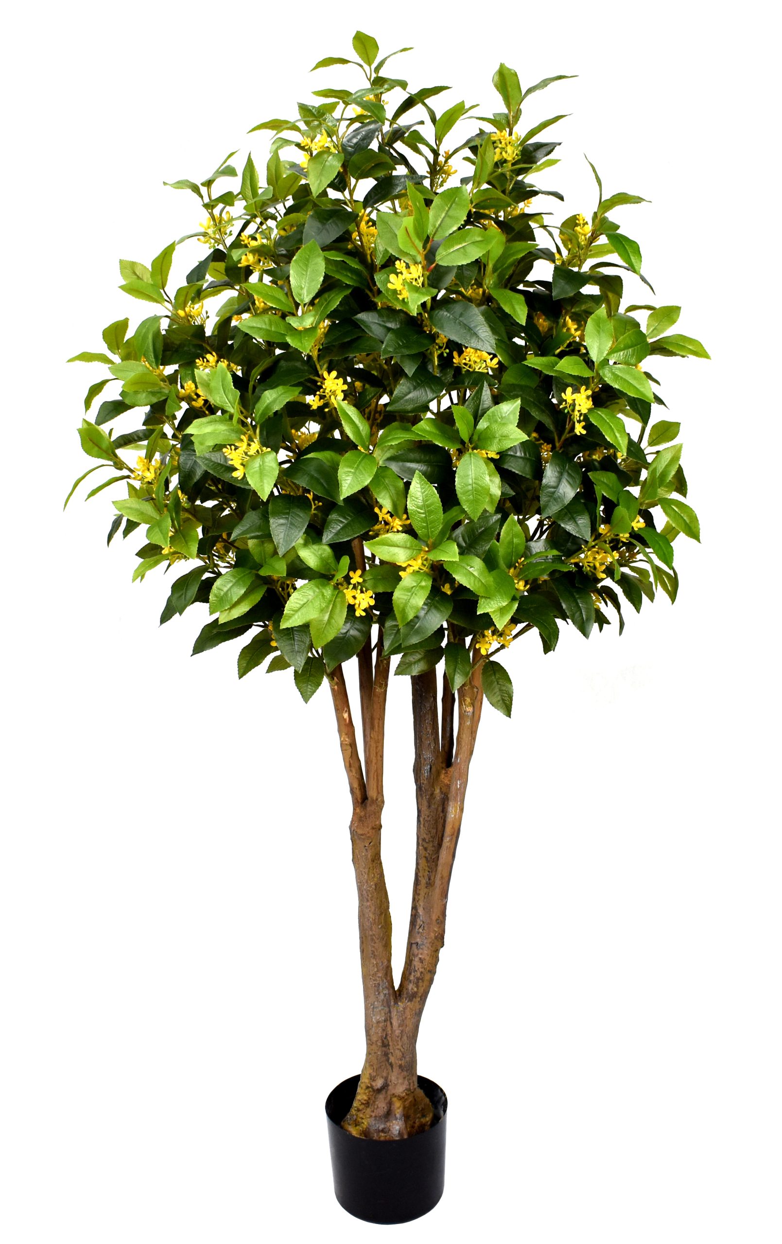 60″ Plastic Film Sweet Osmanthus Tree w/779Lvs.114Flowers.