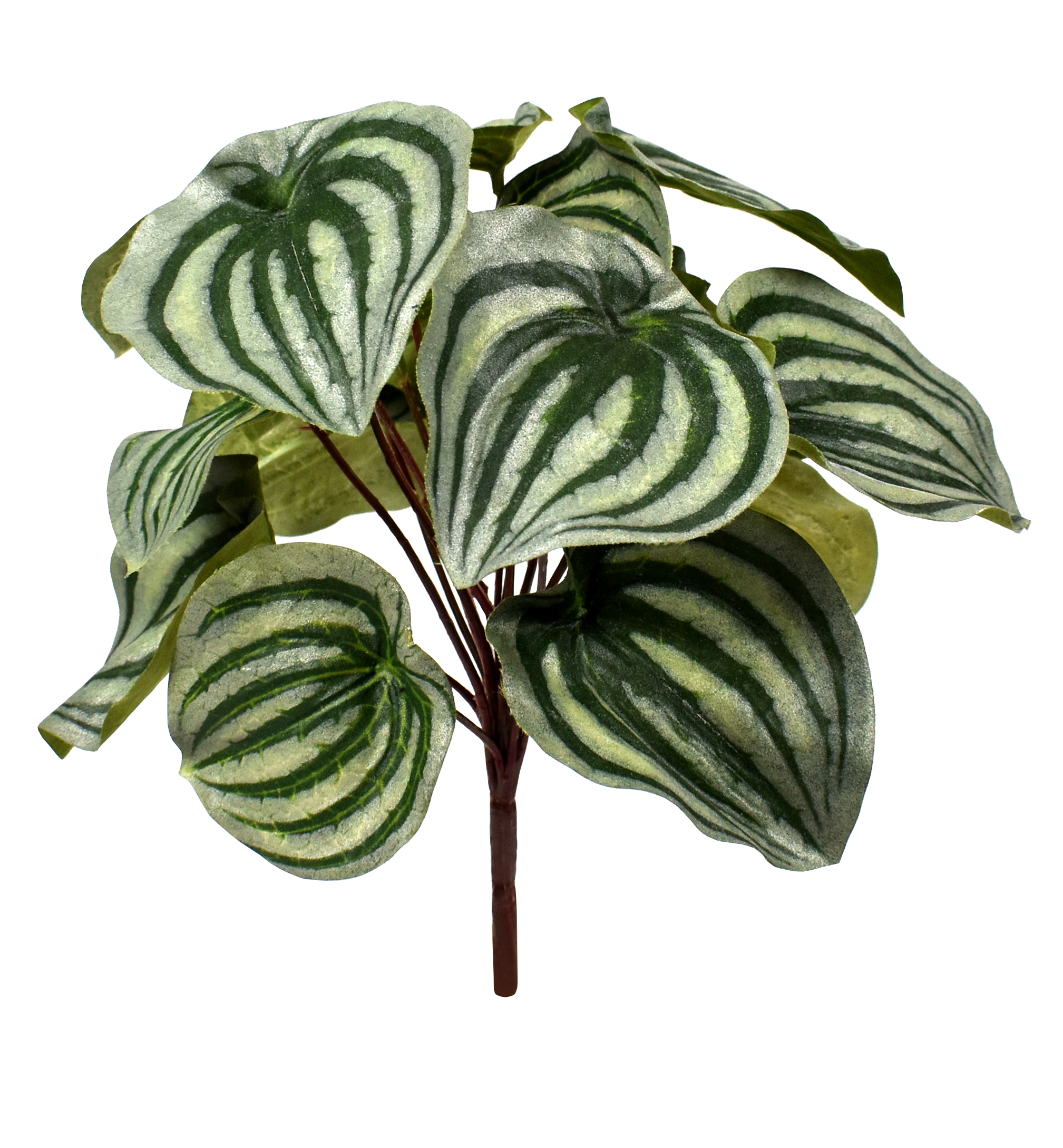 9″ Watermelon Peperomia Bush x17 w/17Lvs.