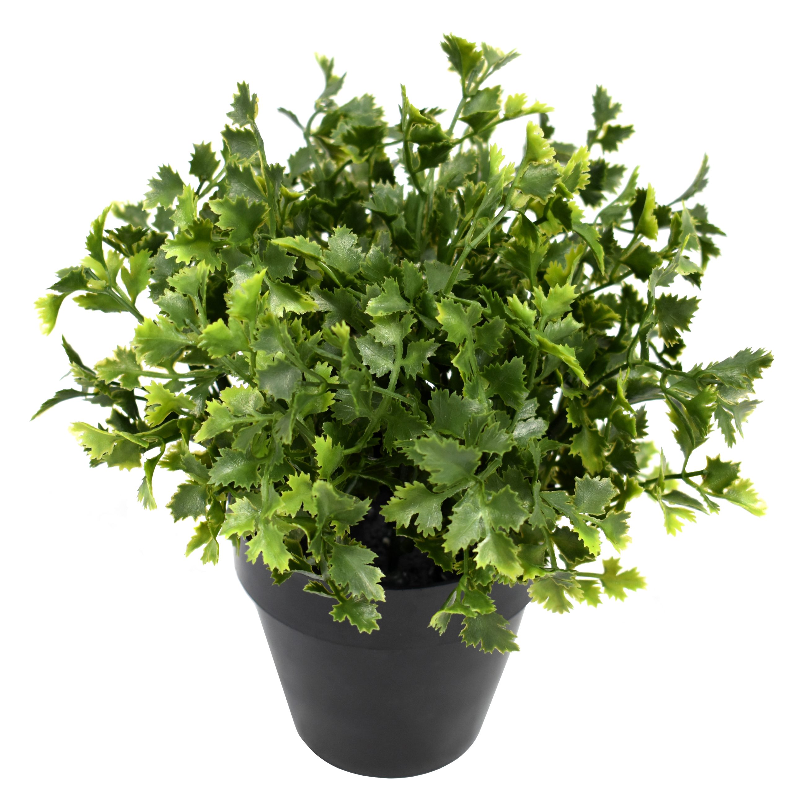 9.5″ UV Resistant Plastic Parsley Small Plant w/42lvs.