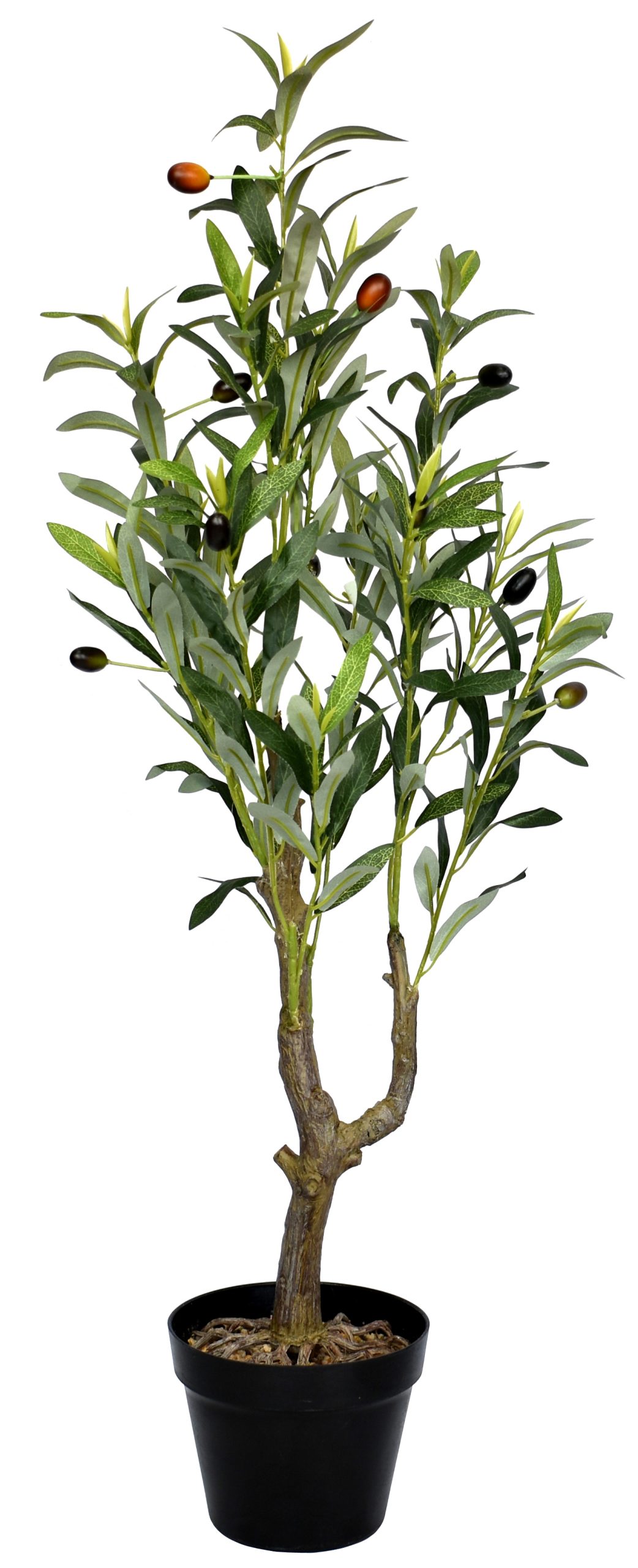 36″ Olive Tree x2 w/250Lvs.10Berries.on Plastic Trunk fixed in 6.25″ pot