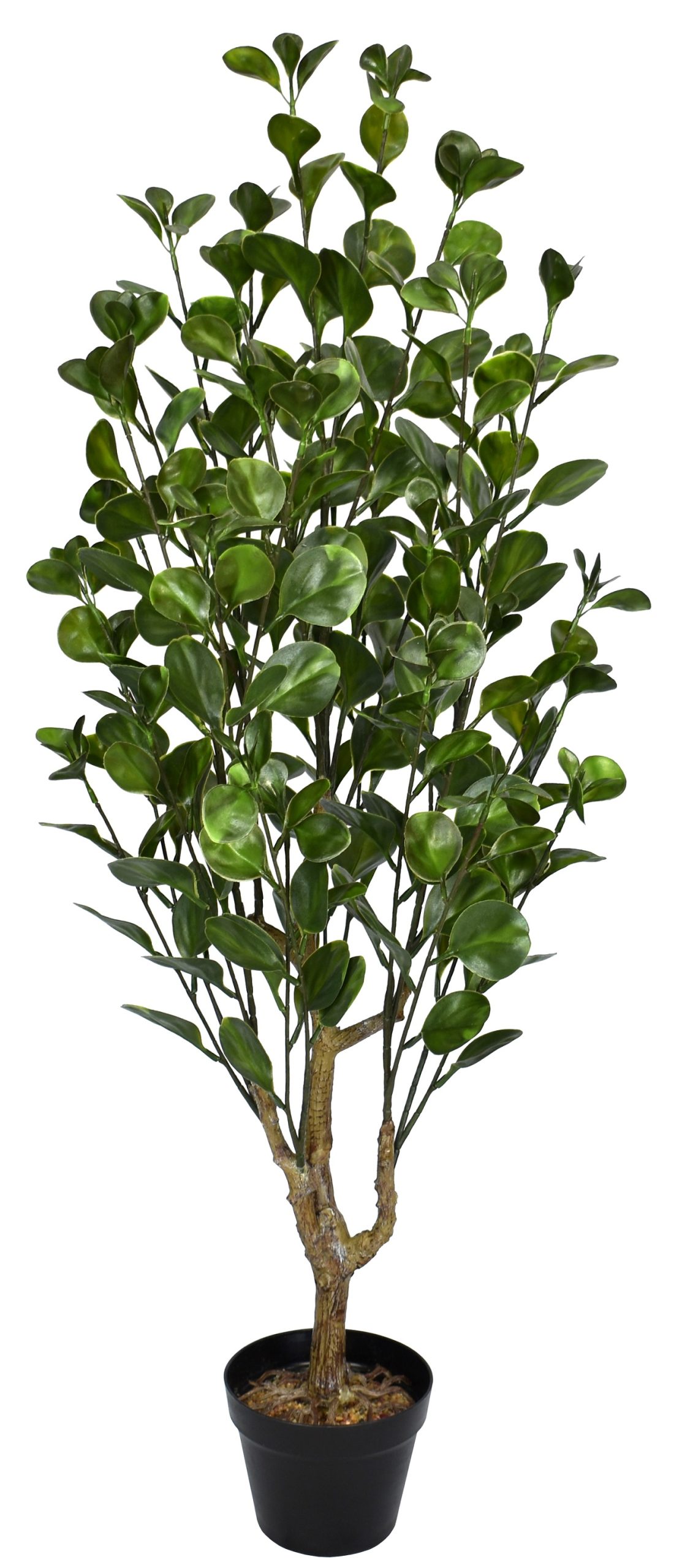 45″ UV Resistant Plastic Money Ficus Tree x3 w/204Lvs.on Plastic Trunk fixed in 6.25″ pot
