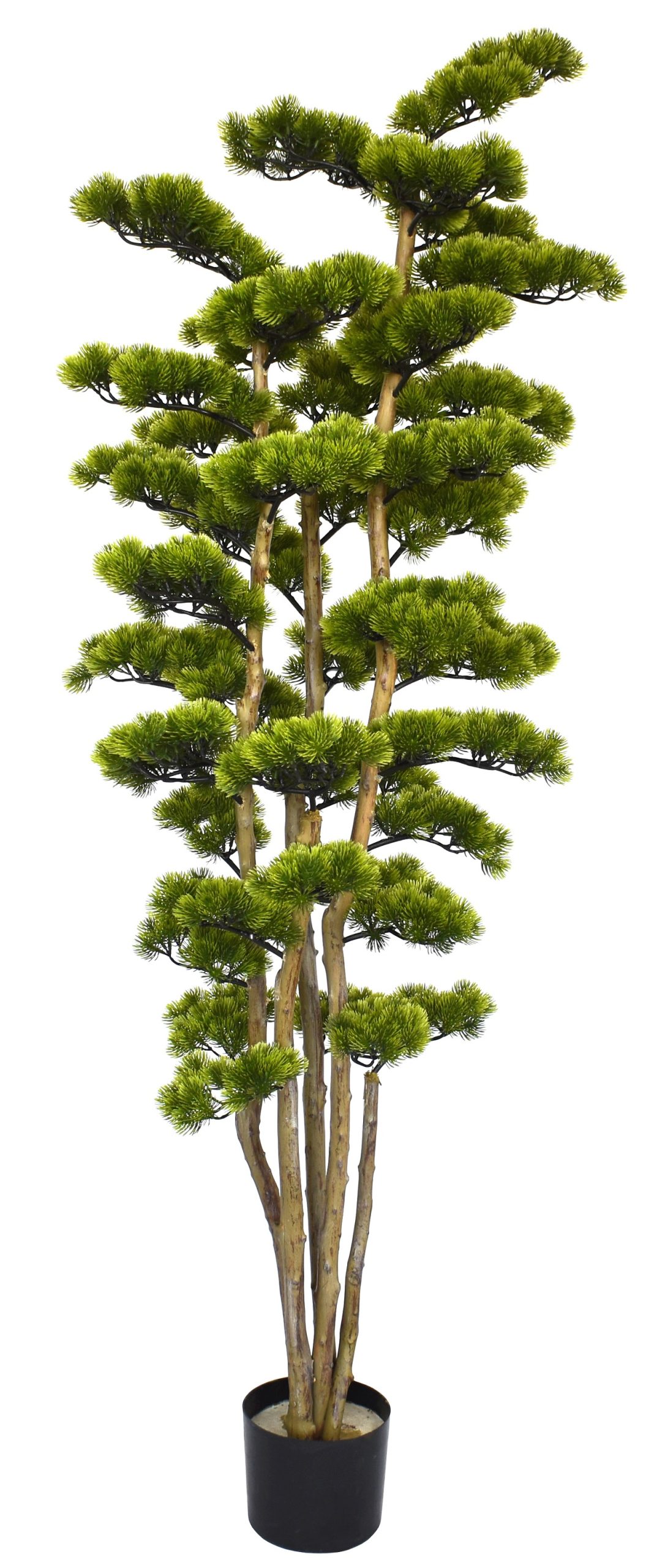 66″ UV Resistant Plastic Pine Needle Cypress Topiary x5 w/1620Lvs.on Natural Trunk fixed in Pot